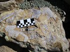 rock with fossils in surface and a scale bar