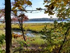 salt marsh viewed from the forest and SAHI