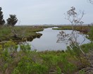 Ponies graze on a gray day at the salt mash of Assateague Island.