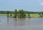 huge bald cypress trees come out of the water with saltmarsh and forest behind.