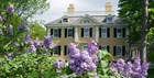 Healthy lilacs thriving in front of the historic Longfellow House