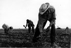 Farm workers using short handled hoes to harvest crops.