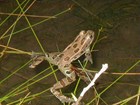 Spotted frog swimming in a pond in Brown's Canyon