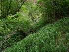 Lush green vegetation around a spring