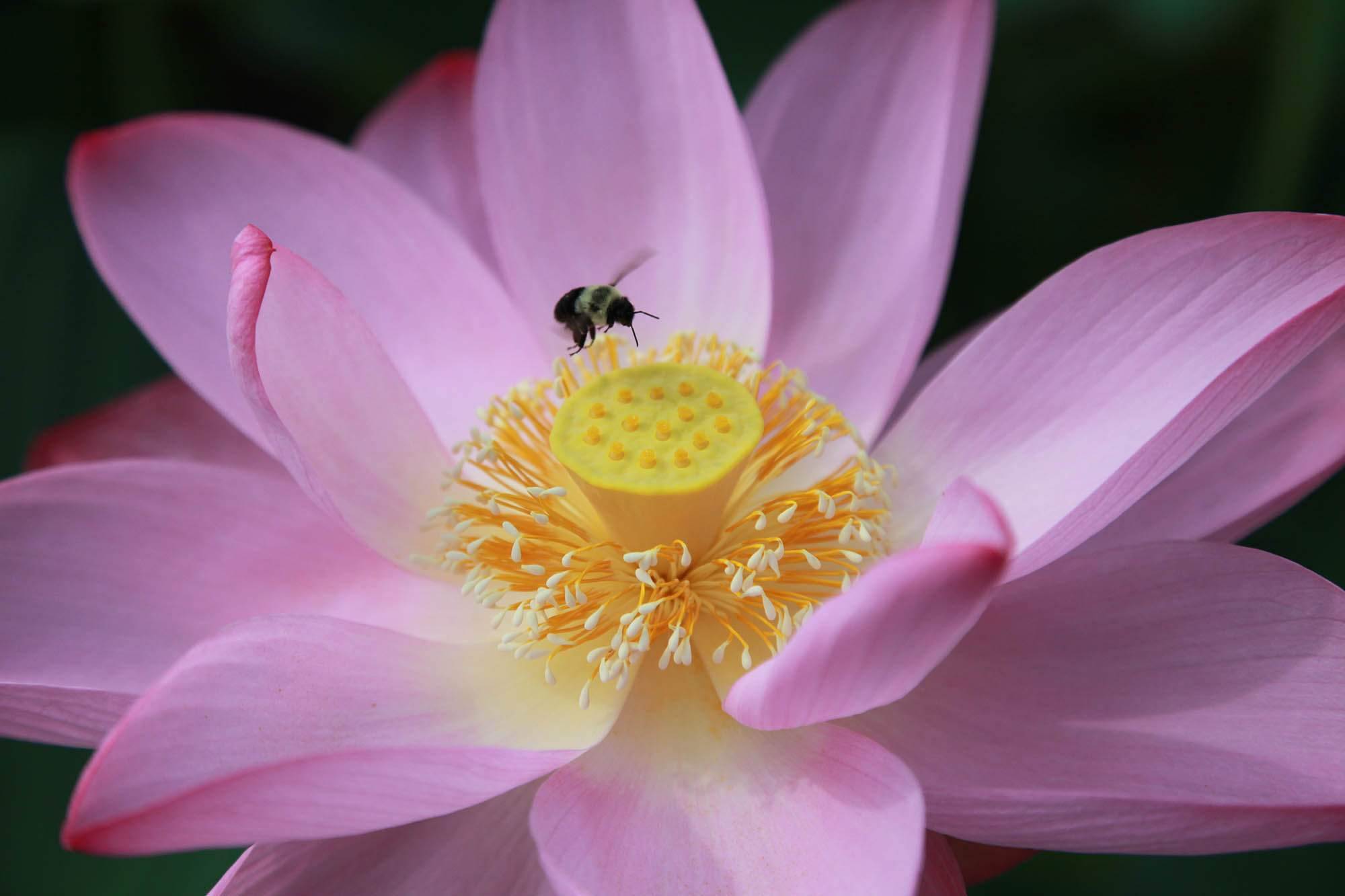 Bee on lotus flower