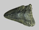 Shark tooth