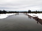 A river lined by snowy banks and evergreen trees and a moose on the shore