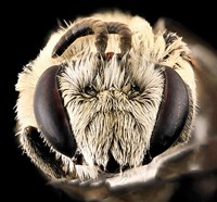 Southeastern polyester bee, Colletes titusensis.