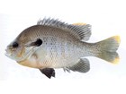 Up close image of a gray, yellow, and black sunbreast fish.