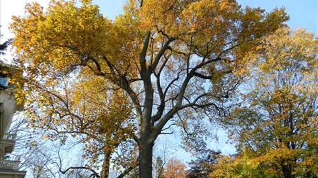 Monocacy tulip poplar tree