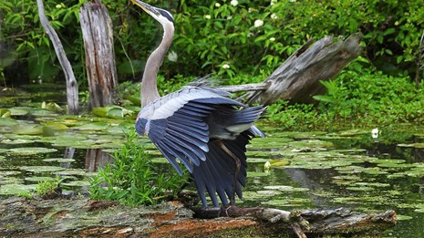 Great blue heron in a wetlands pond