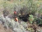 People working in dense willows.