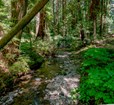 Redwood Creek at Muir Woods