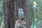 Spotted owl perched on a redwood tree branch 
