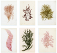 Six pressed samples of different seaweed.