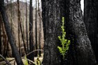 Redwood sprouts from a tree after a fire. 