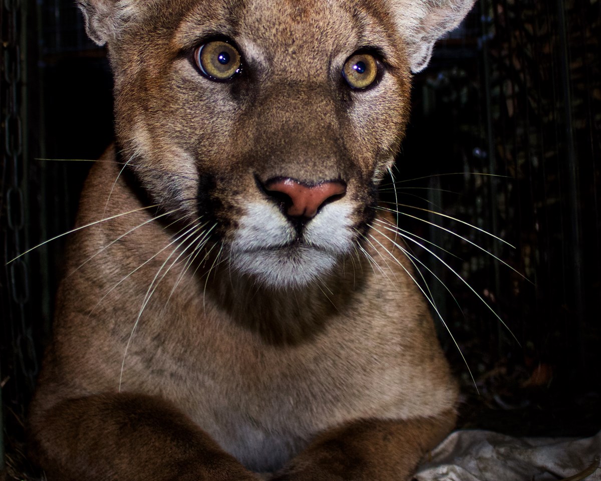 Puma Profiles P 15 U.S. National Park Service