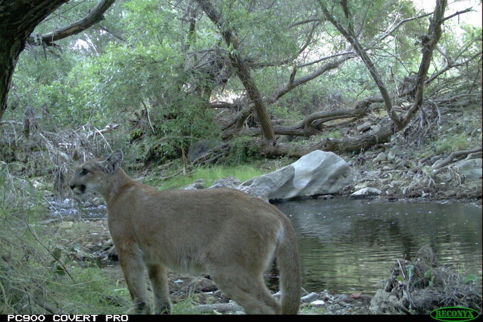 Puma Profiles: P-17 (U.S. National Park Service)