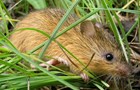 A brown furry mouse amongst green grass.