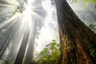 Light pours through thick fog in a redwood forest. 