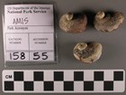 three fossil snails