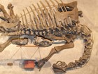 fossil skeleton on display 