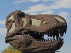 dinosaur skull on display outdoors