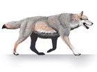 illustration of a dire wolf