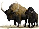 illustration of two ancient bison