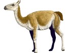 illustration of an ancient llama