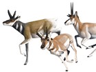 illustration of three pronghorn running