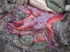 A large, red-colored sunflower sea star that appears to be melting or disintegrating.