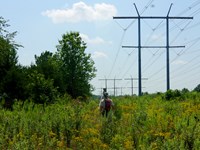Kelly Ewing walks through a grassland under a power line at Manassas National Battlefield Park