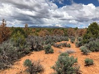 Green, orange, and dead grey junipers in red soil, mountains in background