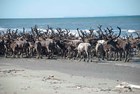 A herd of reindeer on a beach.