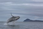 A breaching humpback whale.