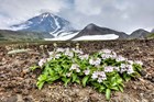 Wildflowers on Aleutian Islands.