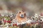 A spoon-billed sandpiper nested in the tundra.