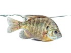 Bluegill sunfish swimming against a whitebackground