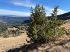 Short stout pine tree on a high elevation grassy slope.