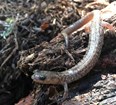 brown salamander in vegetation debris