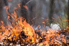 Close up of flames burning leaves and low vegetation with visible heat waves.
