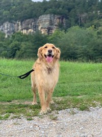 A leashed golden retriever enjoys a walk in the park
