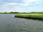 Brown and white ponies graze on a hazy day at a lush green salt mash of Assateague Island. 