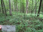 Forest Regeneration