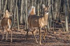 Deer impacts