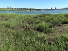 a saltmarsh with green grass lies in front of a large bridge crossing the bay.