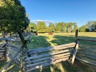 a red cow with horns stand on a green lawn surrounded by fences and trees under a blue sky.