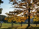 golden fall colors on trees and grasses along a wooden fence in front on a brick mansion.