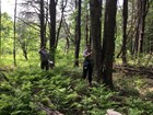 Forest health monitoring
